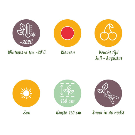 Livraison plante Ronce du Japon Rubus phoenicolasius – Lot de 3 – Pot 9 cm