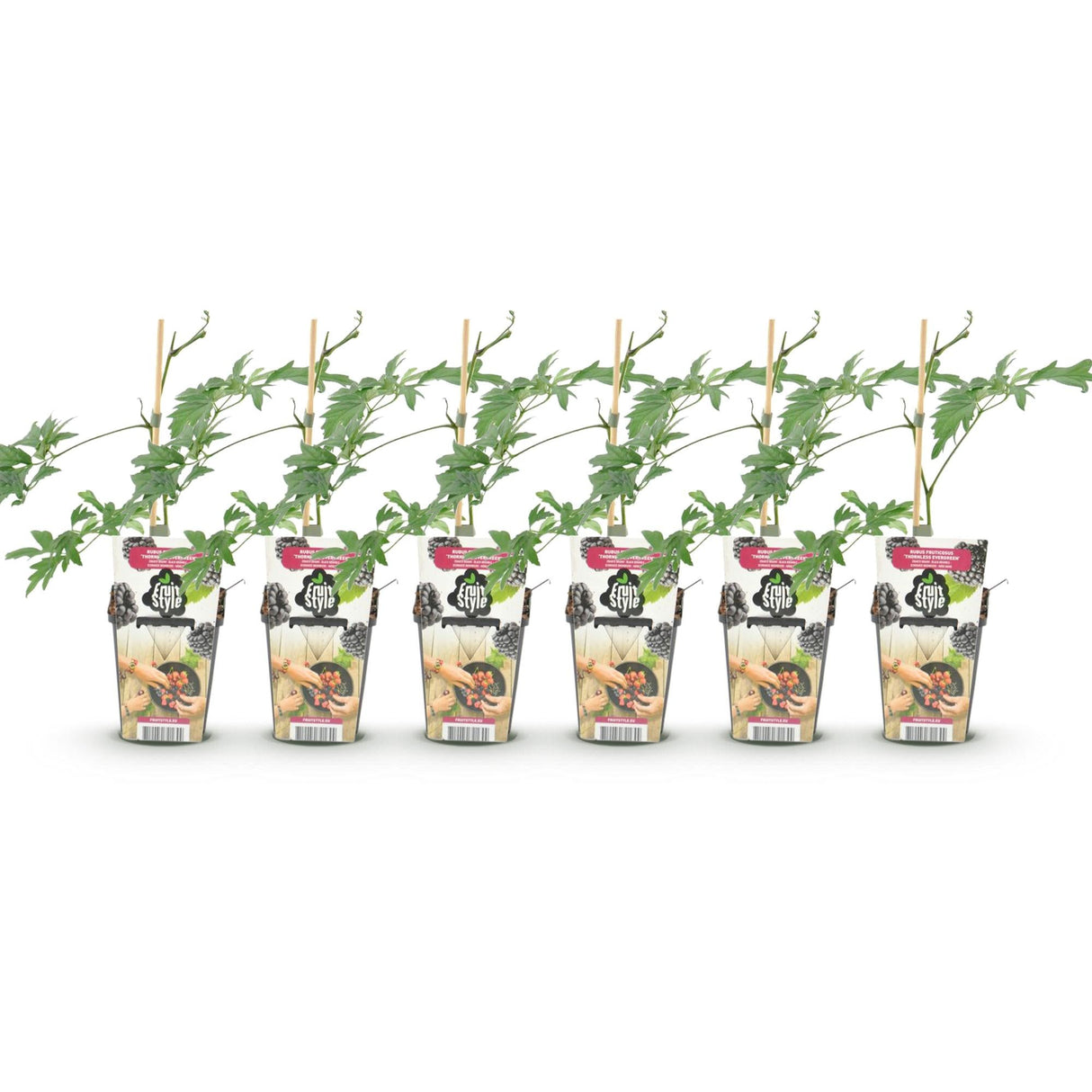 Livraison plante Ronce Thornless Evergreen – Lot de 6 – Pot 9 cm