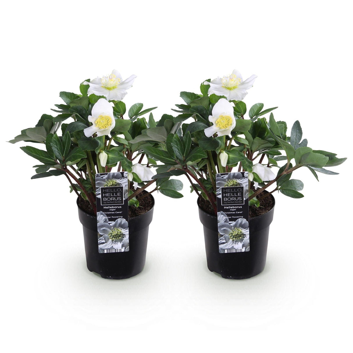 Livraison plante Rose de Noël Christmas Carol – Lot de 2 – Pot 10,5 cm