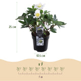 Livraison plante Rose de Noël Christmas Carol – Lot de 2 – Pot 10,5 cm