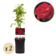 Livraison plante Rose grimpante Red Climber – Lot de 2 – Hauteur 40 cm