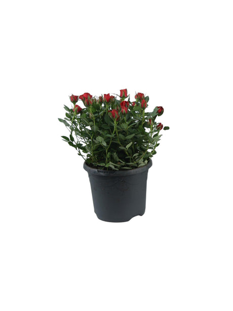 Livraison plante Rosier Bijoux rouge