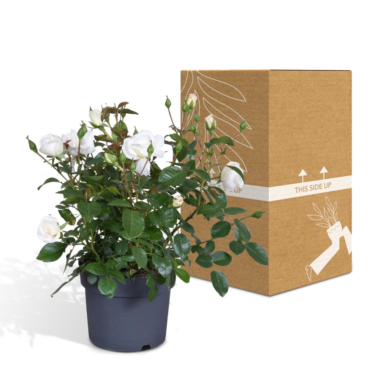 Livraison plante Rosier blanc - plante fleurie d'extérieur