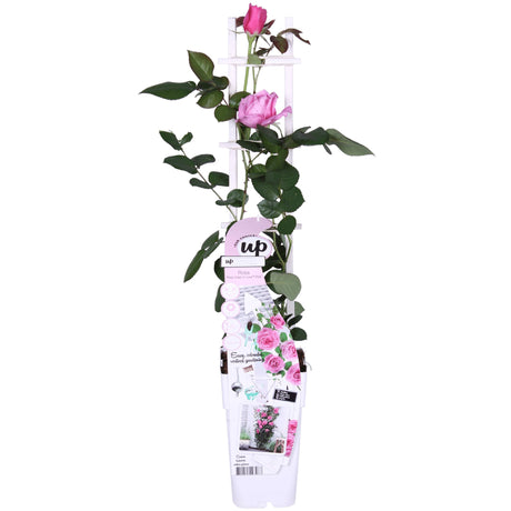 Livraison plante Rosier Crazy in Love 'Pink' - ↨65cm - Ø15 - arbuste fleuri extérieur