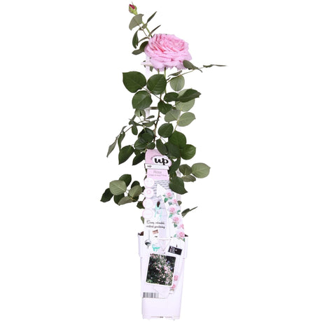 Livraison plante Rosier Crazy in Love 'Pink' - ↨65cm - Ø15 - arbuste fleuri extérieur