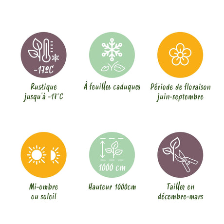 Livraison plante Rosier grimpant White Climber – Lot de 2 – Hauteur 40 cm