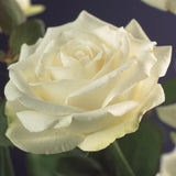 Livraison plante Rosier grimpant White Climber – Lot de 2 – Hauteur 40 cm