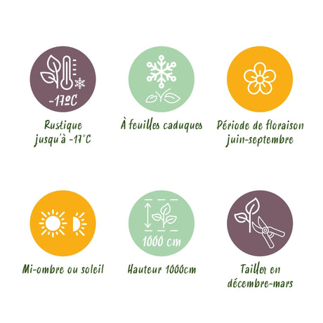 Livraison plante Rosier New Dawn – Lot de 2 – Pot 11 cm – Hauteur 40 cm