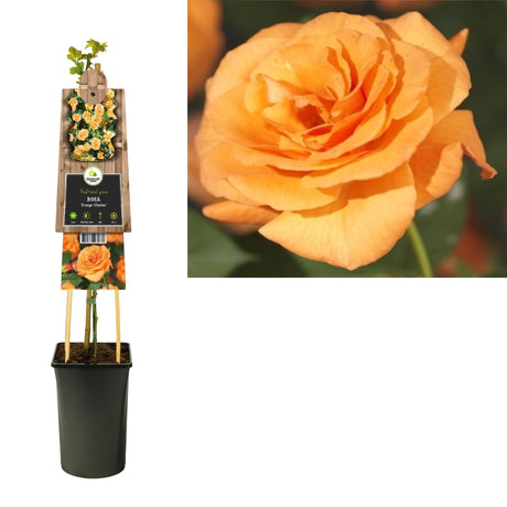 Livraison plante ROsier Orange d17cm h75cm