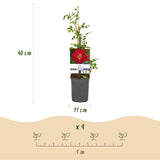 Livraison plante Rosier Rosa Red Queen – Lot de 2 – Pot 11 cm – Hauteur 40 cm