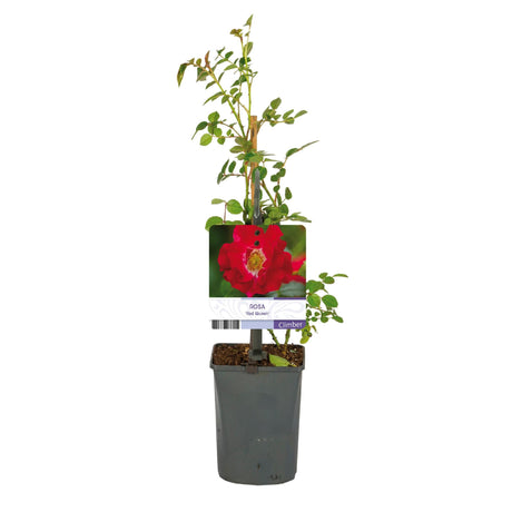 Livraison plante Rosier Rosa Red Queen – Lot de 2 – Pot 11 cm – Hauteur 40 cm