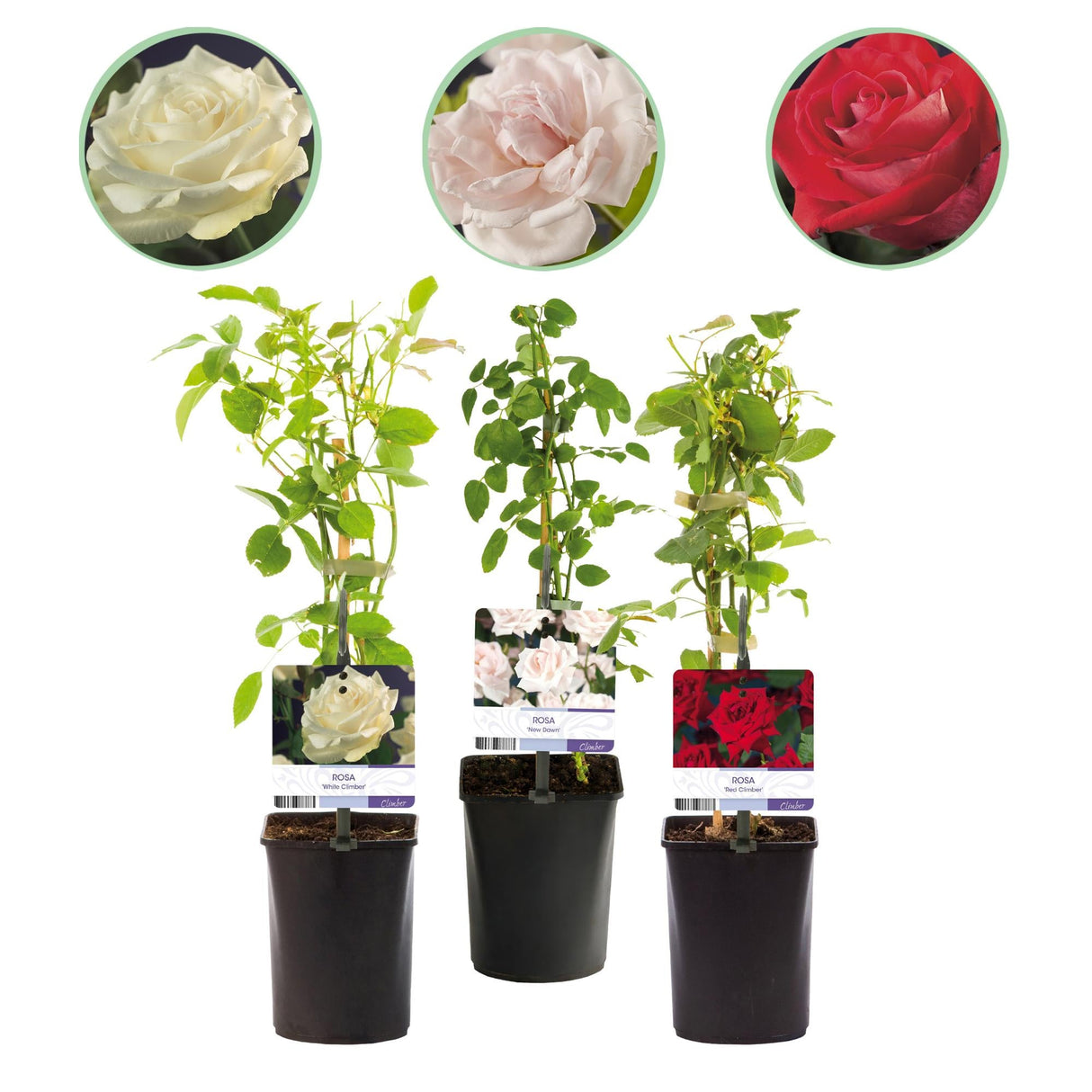 Livraison plante Rosier Rosa Tricolour – Lot de 3 – Pot 11 cm – Hauteur 40 cm