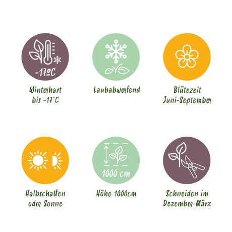 Livraison plante Rosier Rosa Tricolour – Lot de 3 – Pot 11 cm – Hauteur 40 cm