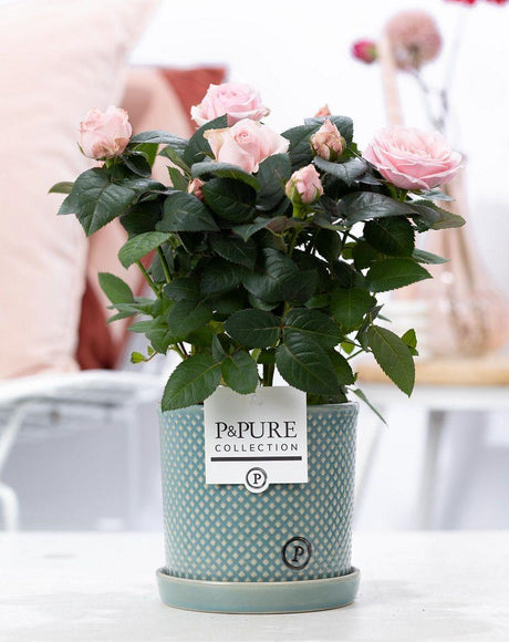 Livraison plante Rosier rose et pot en céramique vert