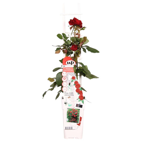 Livraison plante Rosier rouge - ↨65cm - Ø15 - arbuste fleuri