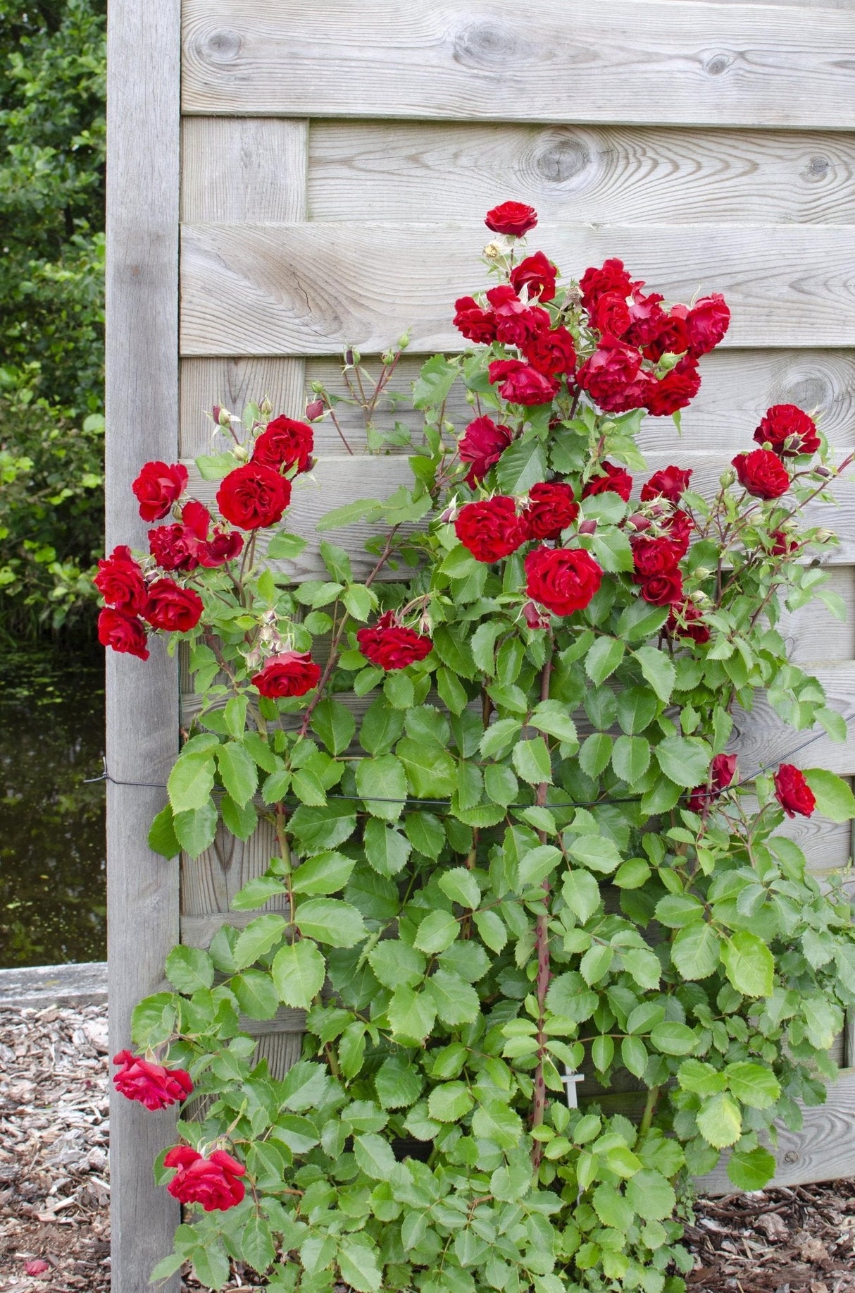 Livraison plante Rosier rouge - lot de 3 - ↨65cm - Ø15 - plante d'extérieur