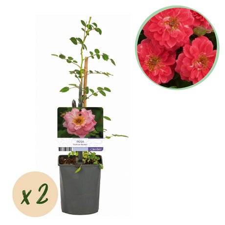 Livraison plante Rosier Salmon Queen – Lot de 2 – Pot 11 cm – Hauteur 40 cm