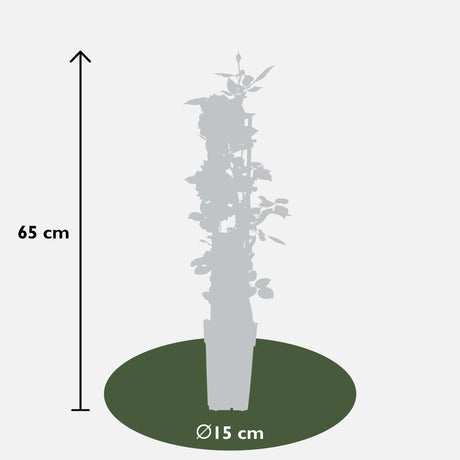 Livraison plante Rosier vanille blanc - ↨65cm - Ø15 - arbuste fleuri