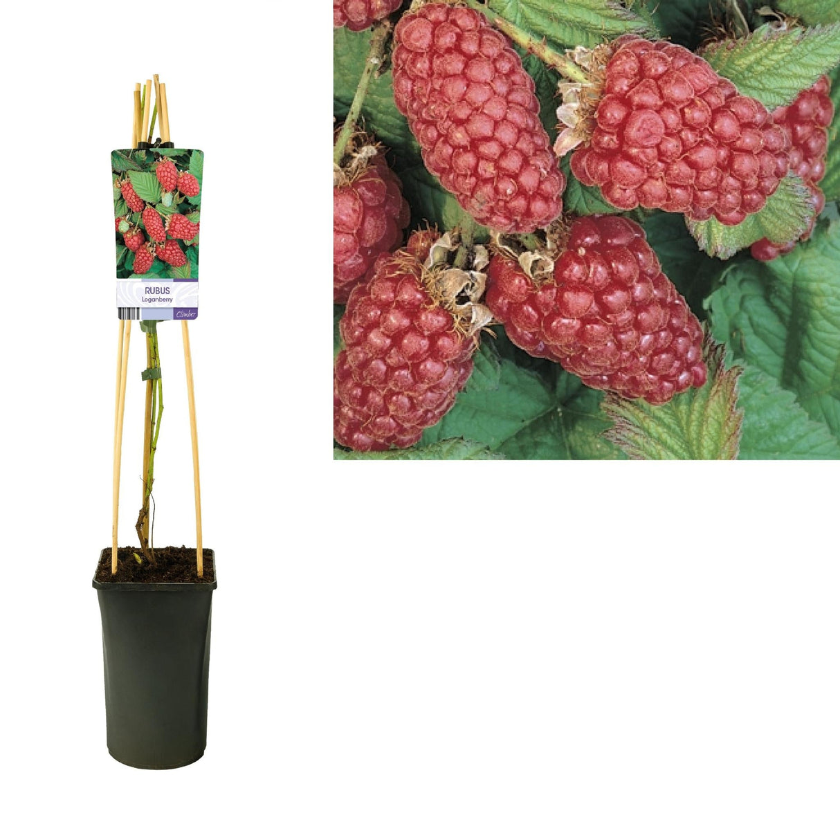Livraison plante Rubus Mûres loganberry d17cm h75cm