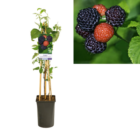 Livraison plante Rubus Occidentalis 'Black Jewel' +light Label - Ø17cm - ↕75cm
