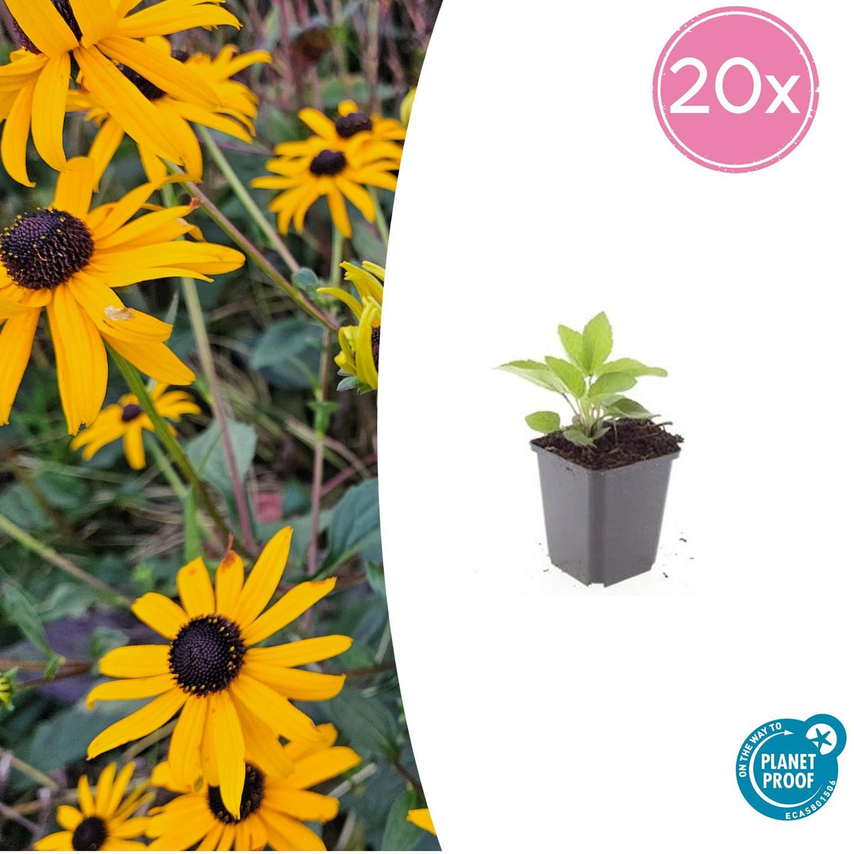 Livraison plante Rudbeckia 'Goldsturm'