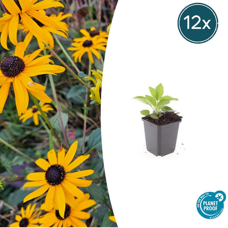 Livraison plante Rudbeckia 'Goldsturm'