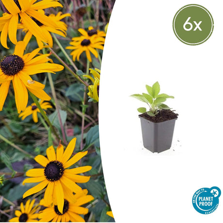 Livraison plante Rudbeckia 'Goldsturm'