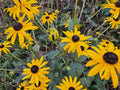 Rudbeckia (Rudbeckia fulgida) 'Goldsturm'