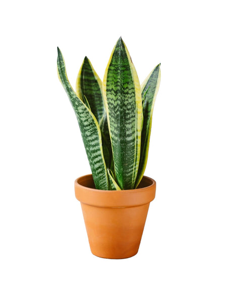 Livraison plante Sansevieria