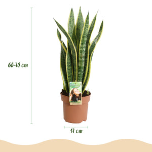 Livraison plante Sansevieria Laurentii