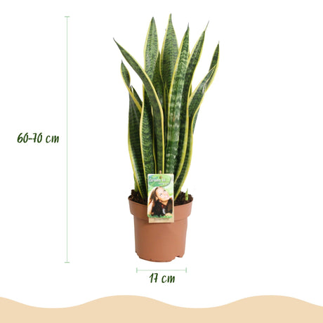 Livraison plante Sansevieria Laurentii