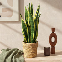 Sansevieria Laurentii y