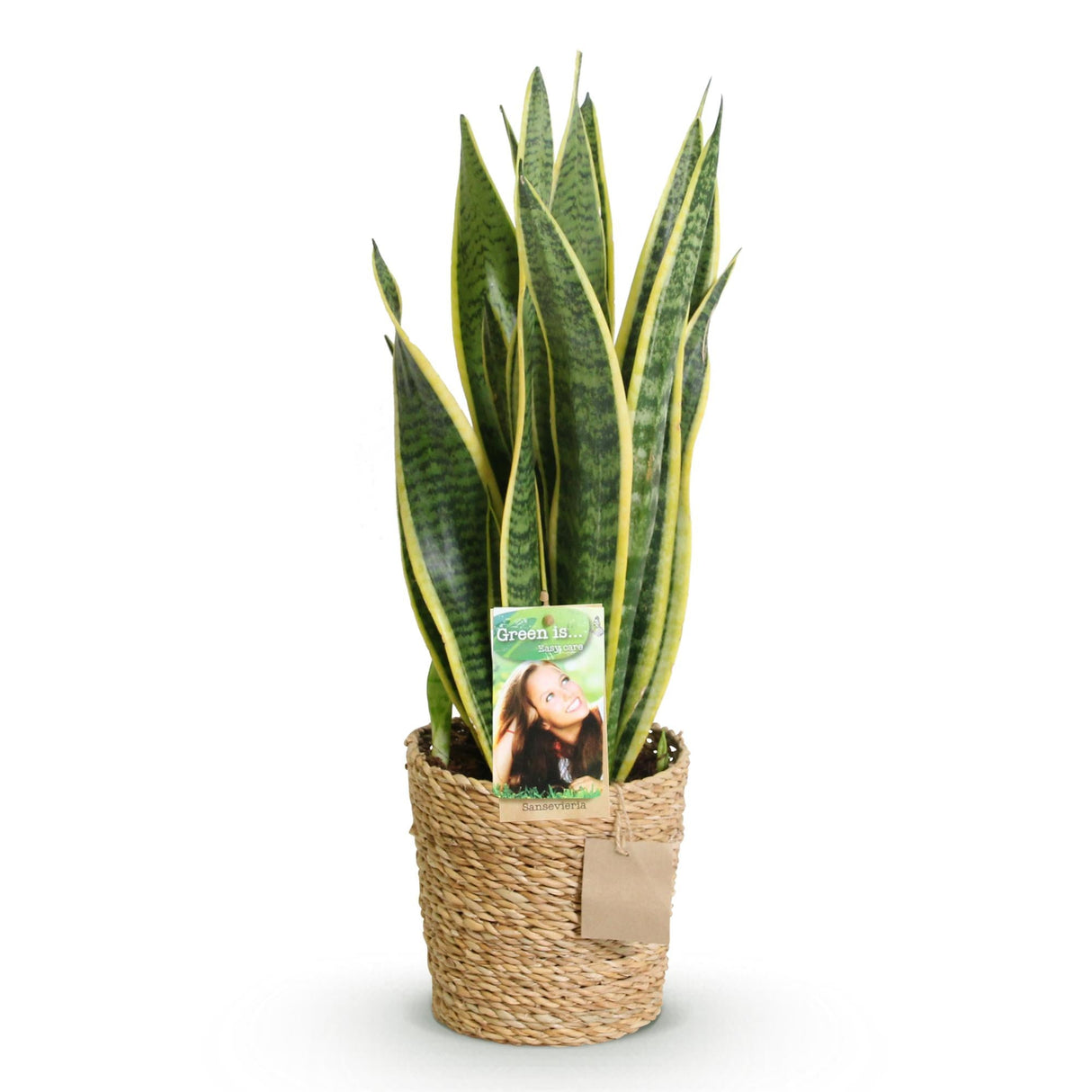 Livraison plante Sansevieria Laurentii et panier H60 cm