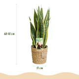 Livraison plante Sansevieria Laurentii et panier H60 cm