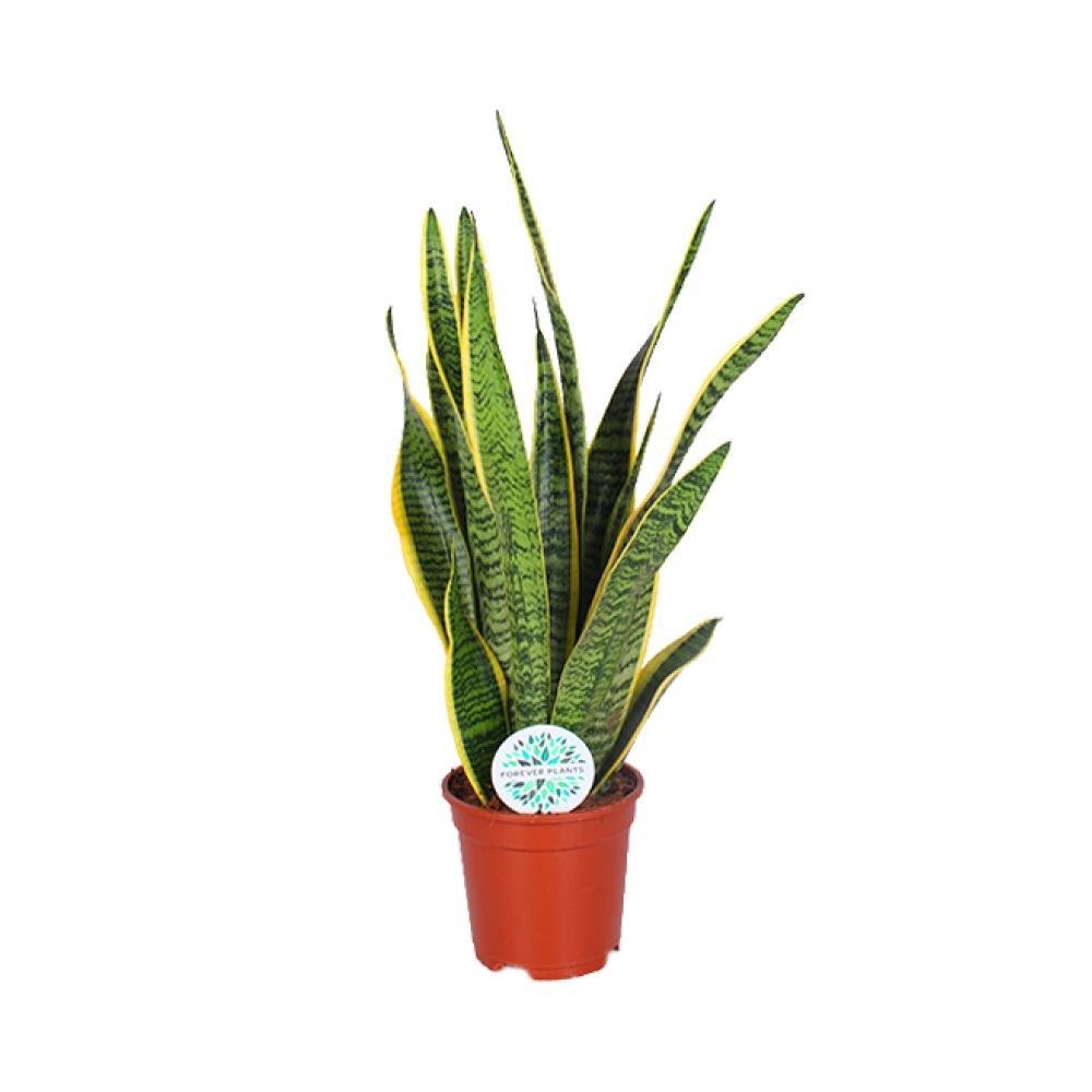 Livraison plante Sansevieria Trifasciata Laurentii