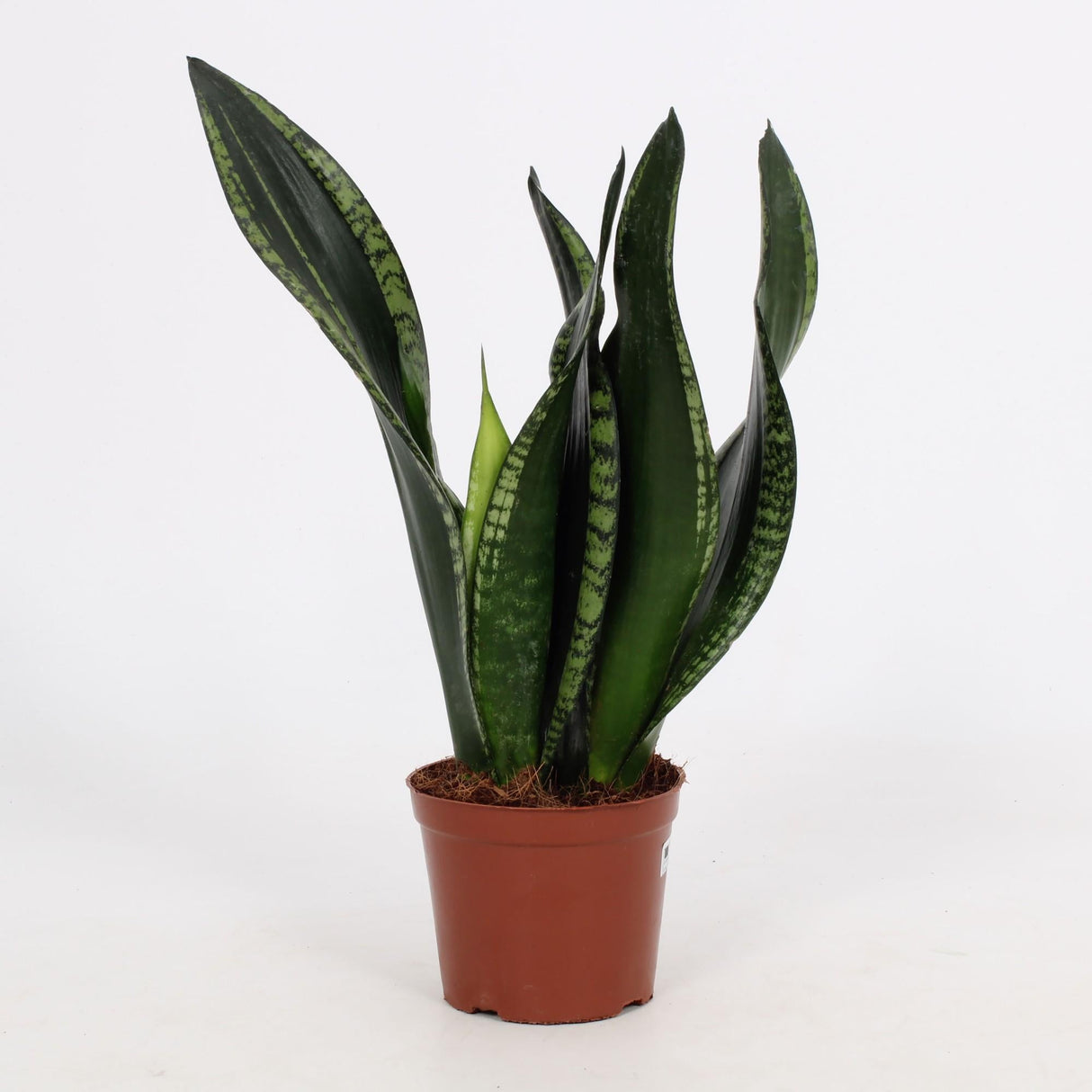 Livraison plante Sansevieria Whitney 12cm - Ø12cm - ↕27cm