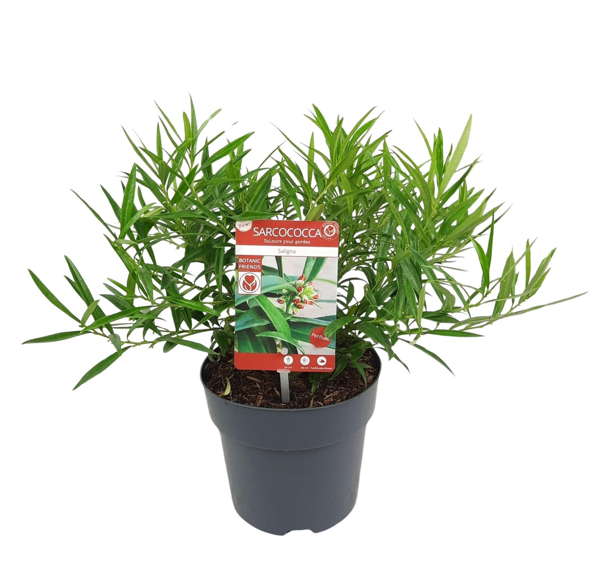 Livraison plante Sarcocoque à feuilles de saule - ↨25cm - Ø17cm - plante de haie