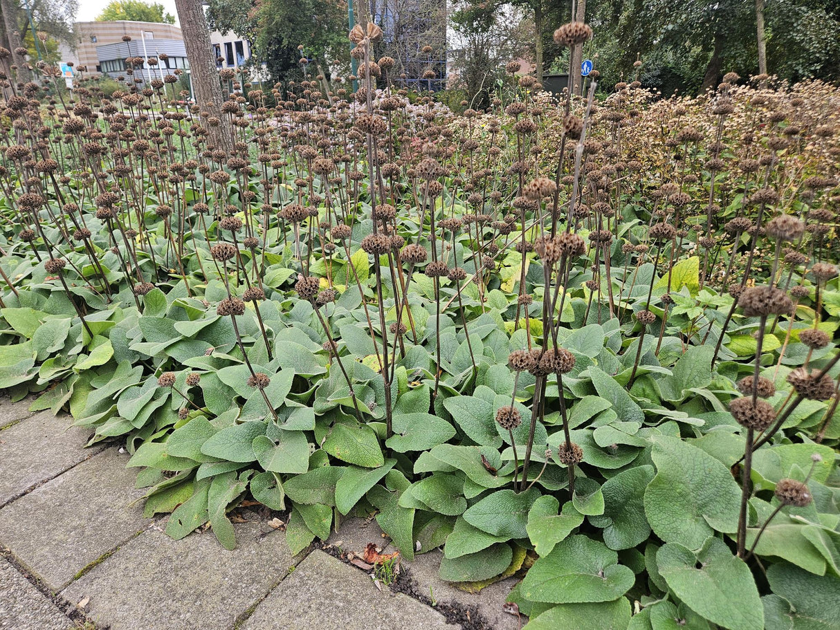 Livraison plante Sauge de Jérusalem