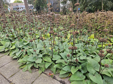 Livraison plante Sauge de Jérusalem