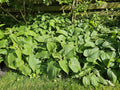 Salvia de Jerusalén (Phlomis russeliana) 'Russeliana'