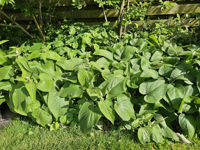 Salvia de Jerusalén (Phlomis russeliana) 'Russeliana'