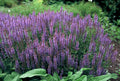 Salvia de Bosque (Salvia Nemorosa) 'Caradonna'