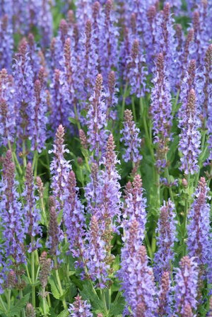 Livraison plante Sauge des bois 'Caradonna'