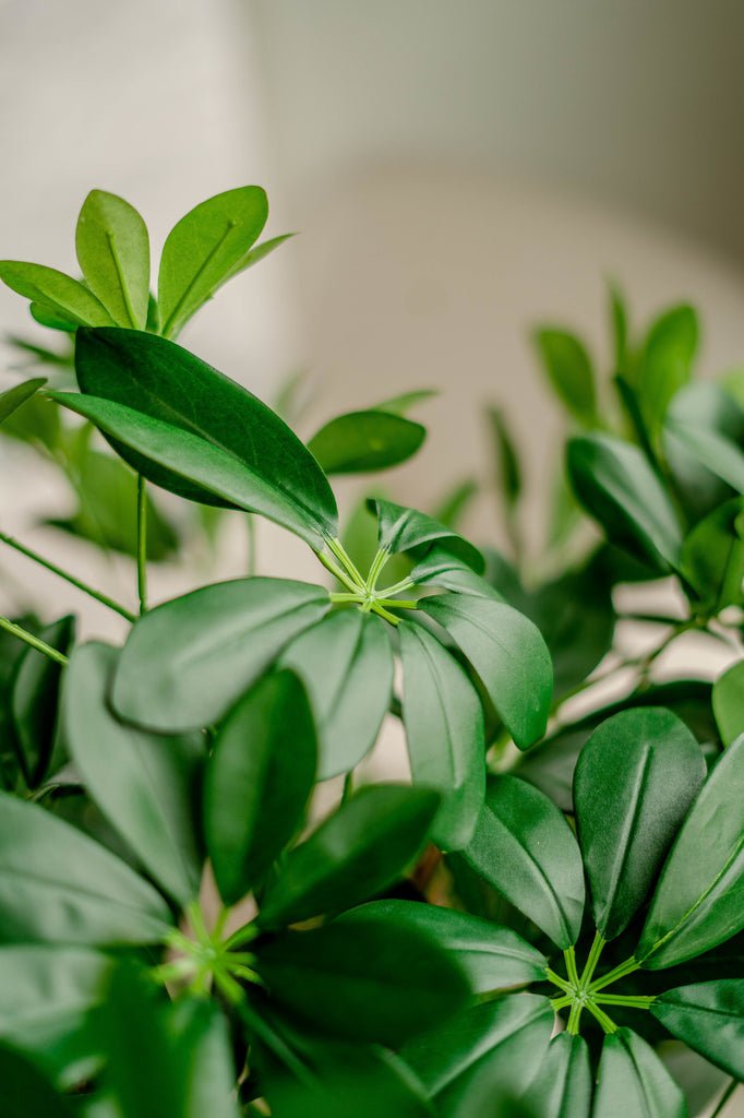 Livraison plante Schefflera - Arbre artificiel