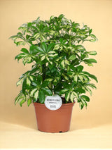 Livraison plante Schefflera Gerda