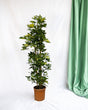 Livraison plante Schefflera Gold Capella