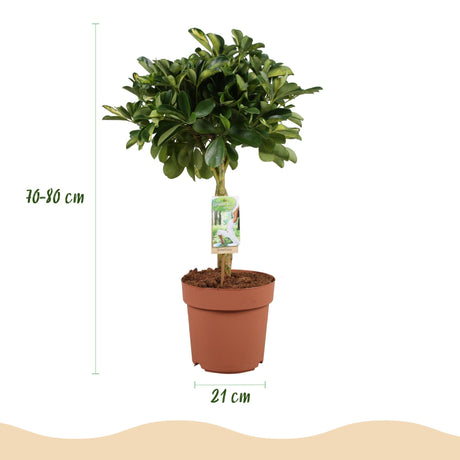 Livraison plante Schefflera Gold Capelle