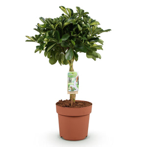 Livraison plante Schefflera Gold Capelle