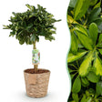 Livraison plante Schefflera Gold Capelle et panier H75 cm