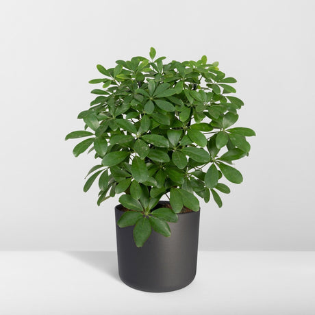 Livraison plante Schefflera Nora